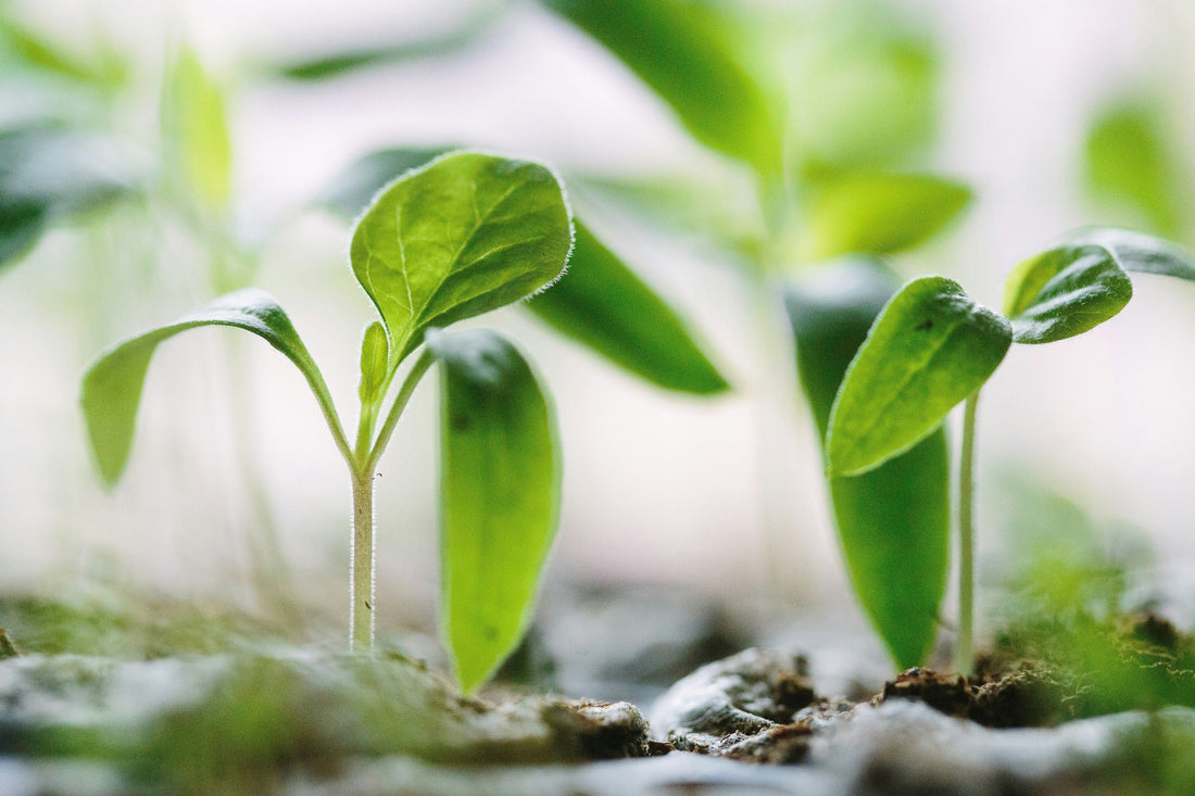 The Meaning of Fasilah – Planting Seeds of Change - Fasilah
